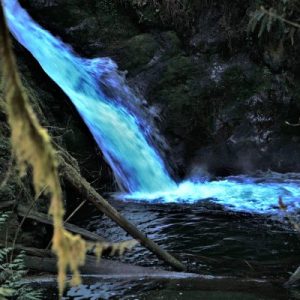 Nature – Gold Stream BC – DSC01930