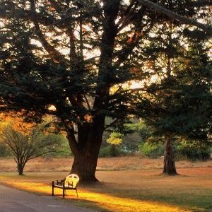 Early Morning Bickerton Park (solitude) – IMG 2464 – rev1