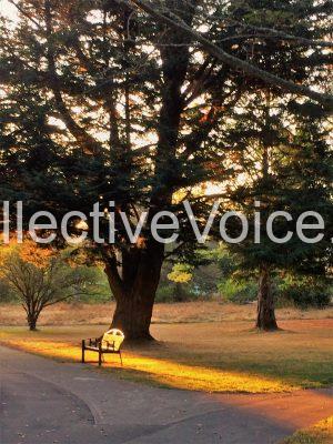 Early Morning Bickerton Park (solitude) - IMG 2464 - rev1