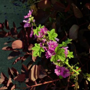 Gorgeous Flowers – DSC 02770 – rev 1