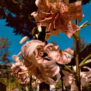 Beautiful Flowers At Coombs Old Country Market – IMG E4143(2)
