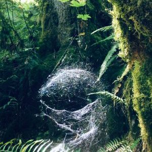IMG E4230 – KILLARNEY LAKE, BC – round spider web located beside the trail on the way to the lake. What a find!