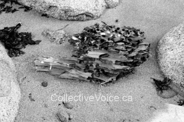 Between A Rock And A Hard Place - DSC07720(2)